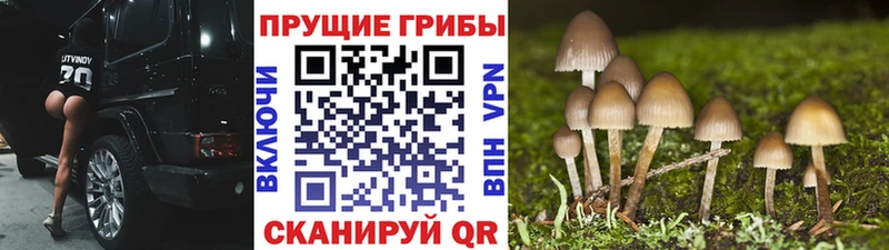 купить   Калач-на-Дону  kraken рабочий сайт  Галлюциногенные грибы прущие грибы 